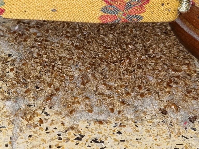 Sol moucheté sous un siège en tissu jaune, recouvert d'une couche dense d'exuvies et de punaises ambrées