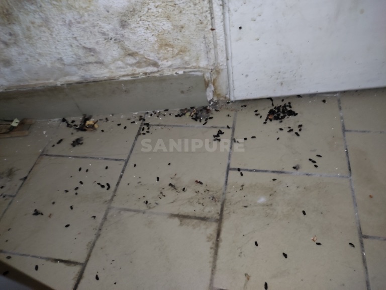 Sol carrelé clair au pied d'un mur, très nombreuses crottes noires allongées dispersées et en amas
