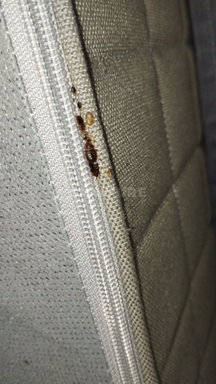 Fermeture éclair d'une housse de matelas grise avec une file de punaises brun-rouge, exuvies ambrées et points noirs