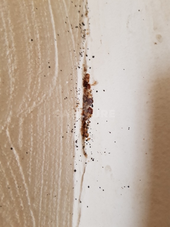 Fente verticale entre un mur beige et un encadrement blanc, amas de punaises brun-rouge et points noirs
