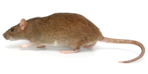 Rat brun