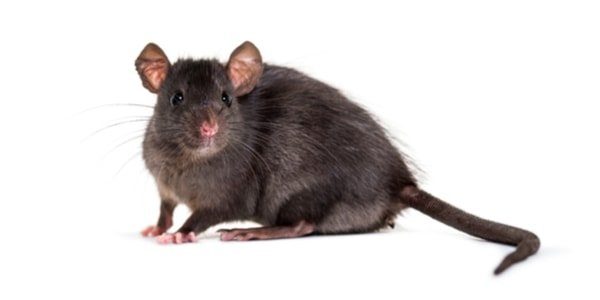 rat noir