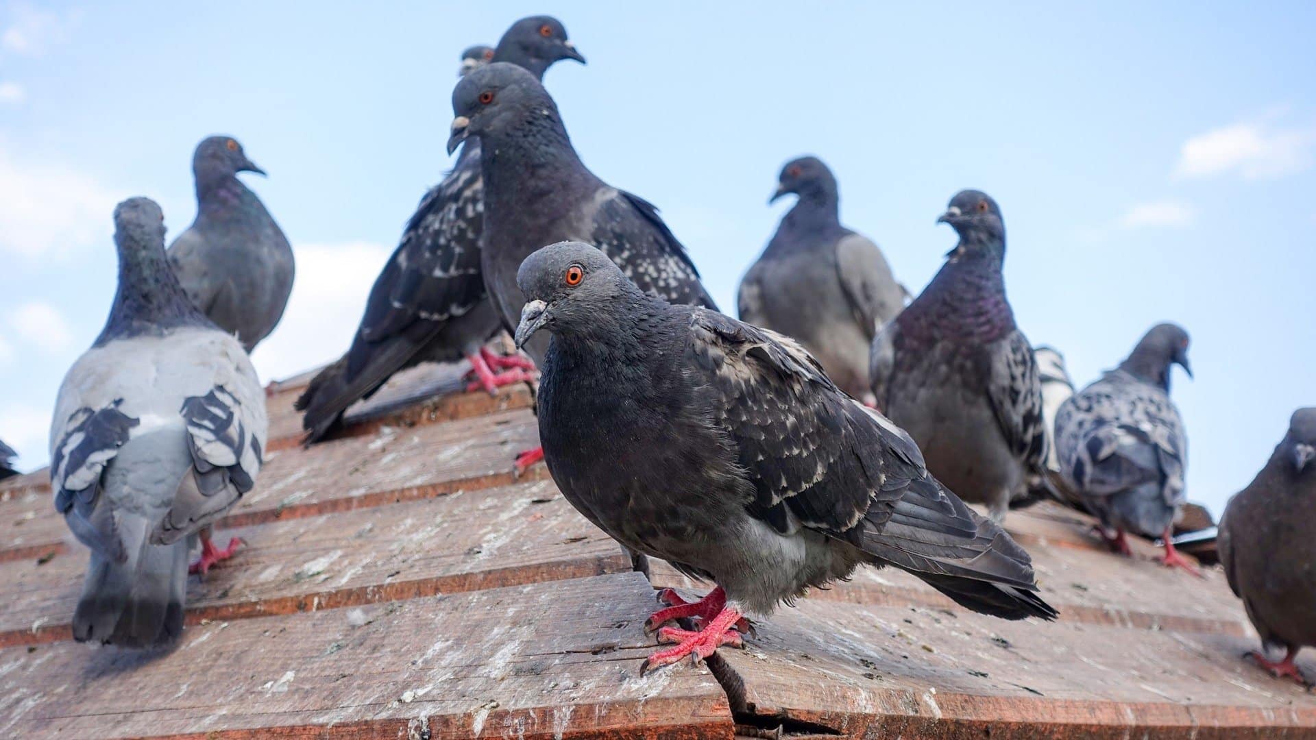 Les fils tendus anti pigeons