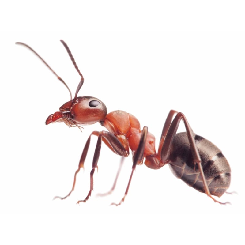 exterminateur fourmi