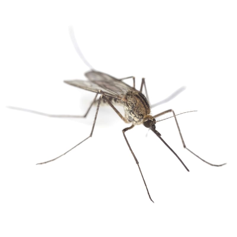 exterminateur moustique
