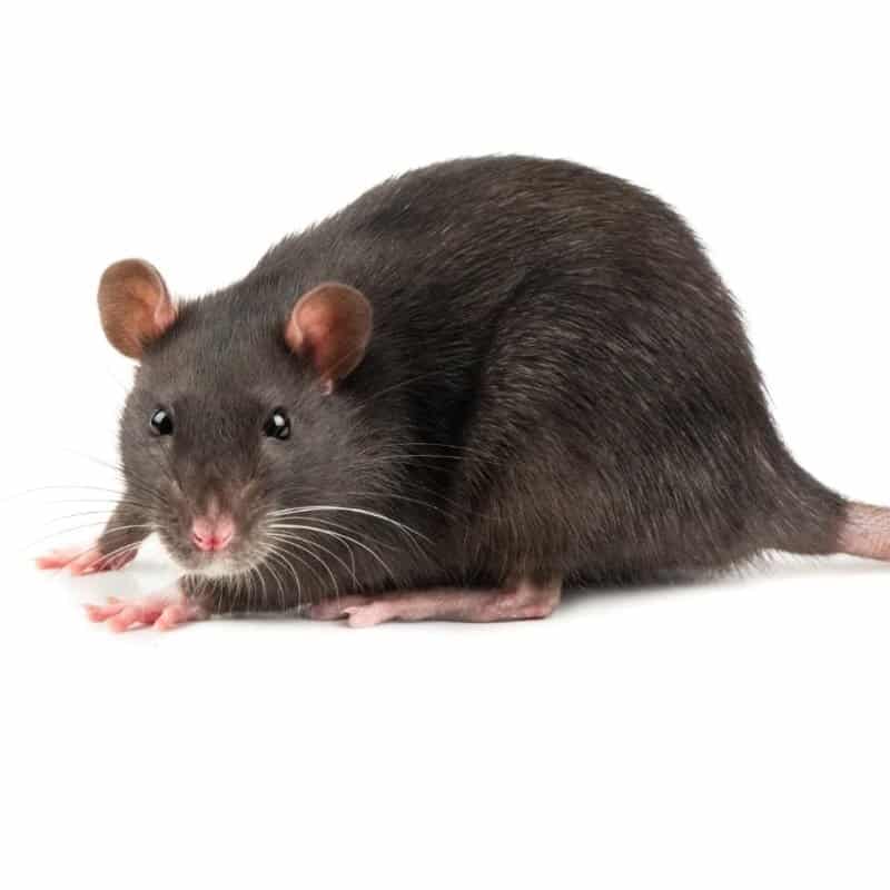 exterminateur rat