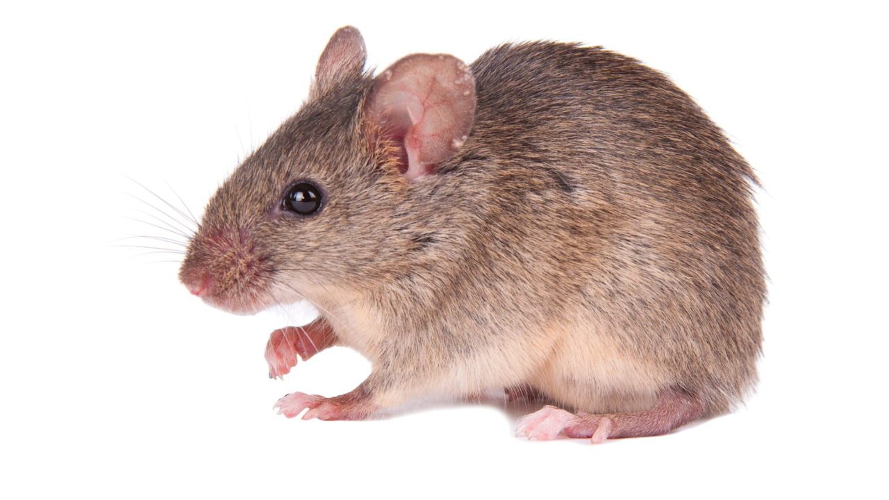 Souris SANIPURE Souris SANIPURE