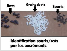 differences crottes et traces souris et rats