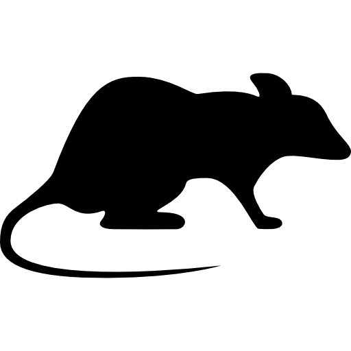 rat noir