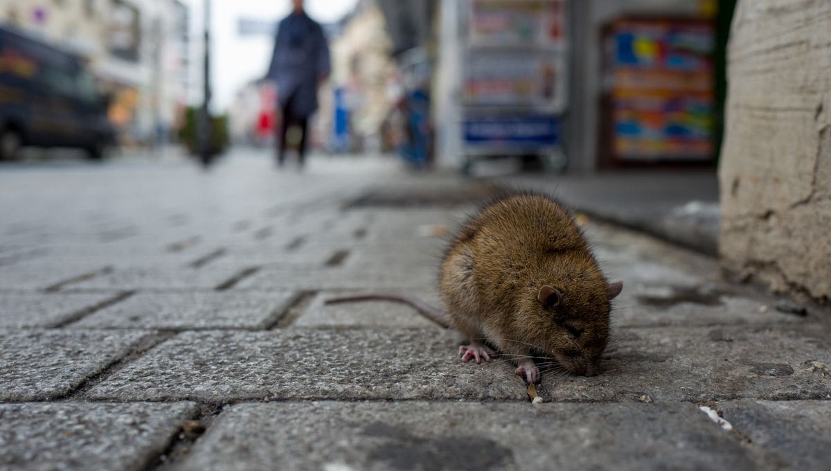 Des rats dans le centre ville d'Avignon, Vaucluse