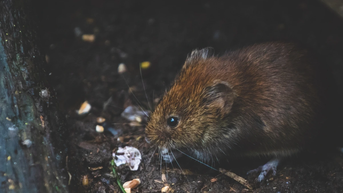 Dératisation à Aix-en-Provence : Rats et Souris
