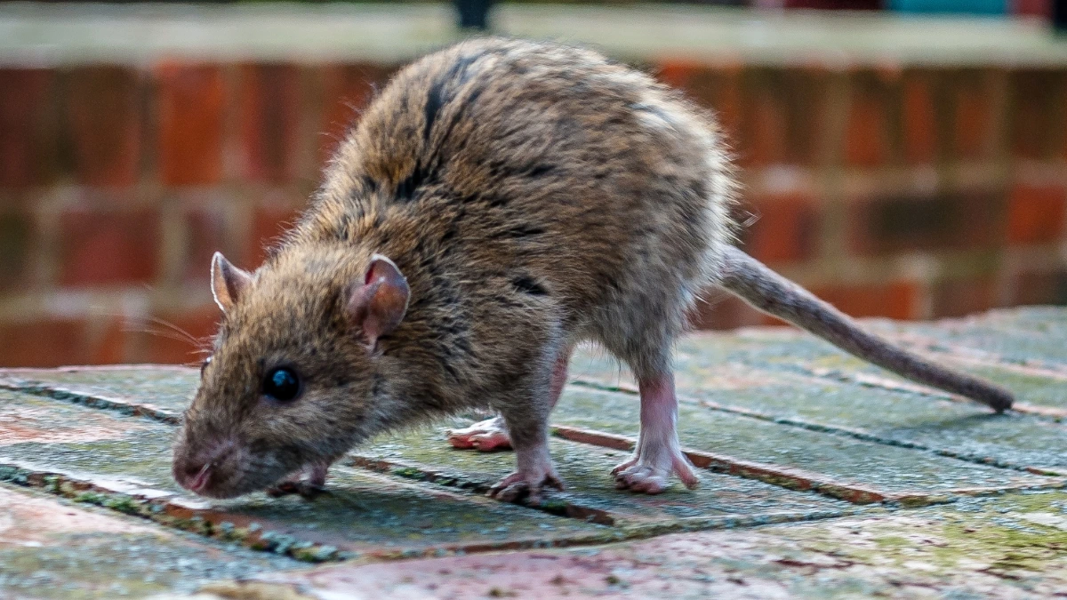 exterminateur rats et souris aix en provence