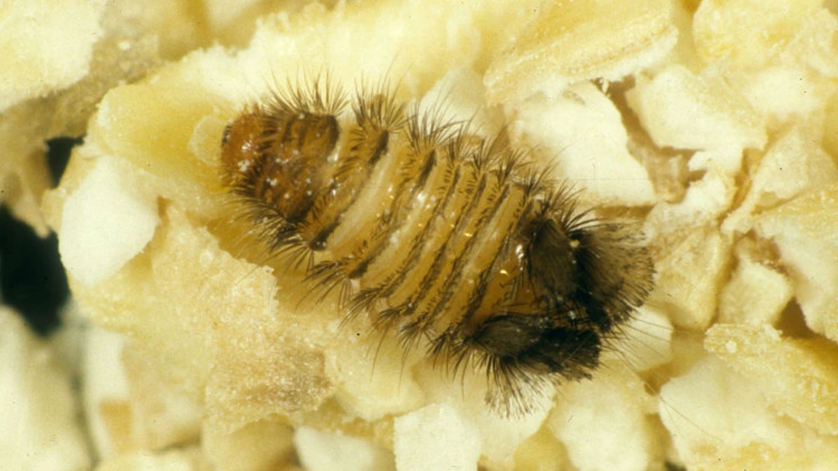 image larve danthrene