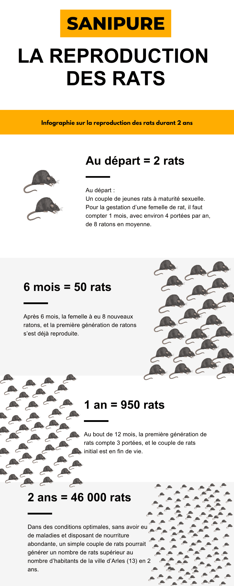 infographie sur la reproduction des rats