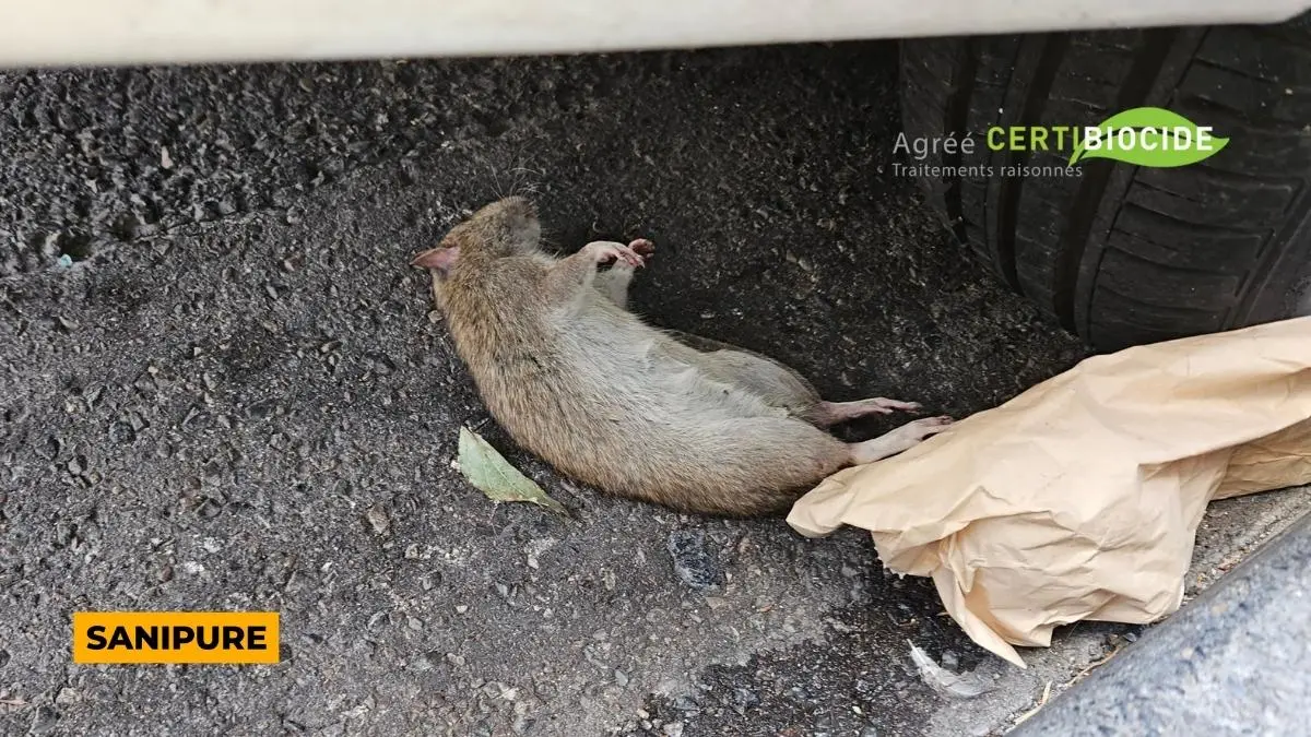 Photo d'un rat mort dans la rue à Marseille (13006)