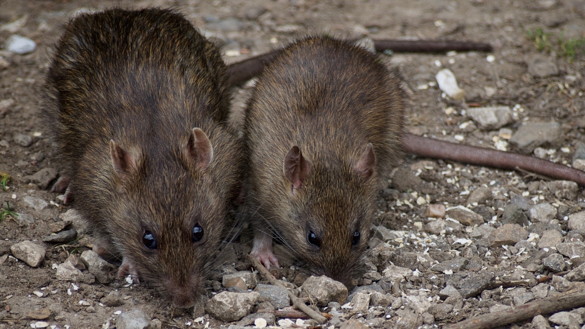 rats souris à Montelimar