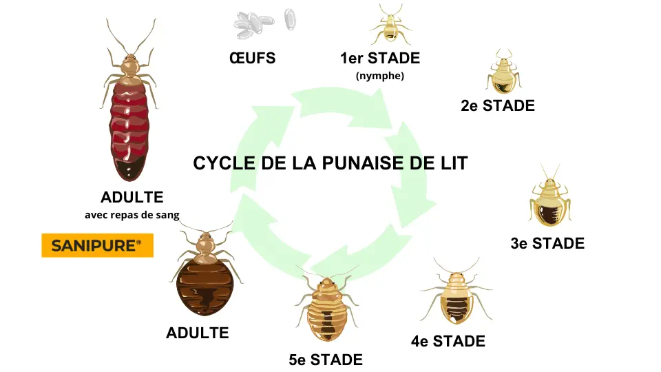 Infographie sur le cycle de vie des punaises de lit par Sanipure