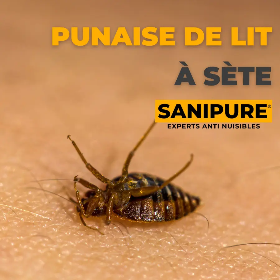 traitement punaise de lit Sète