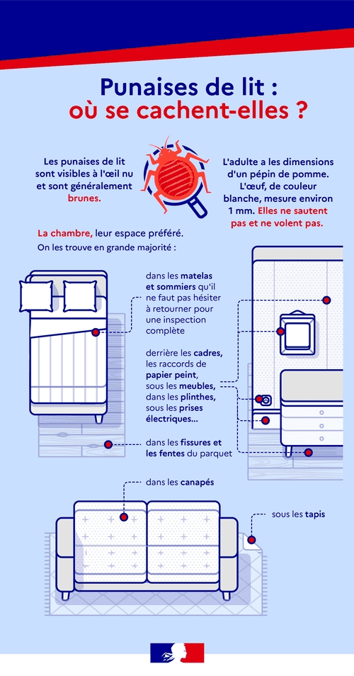 infographie du gouvernement sur comment trouver les punaises de lit