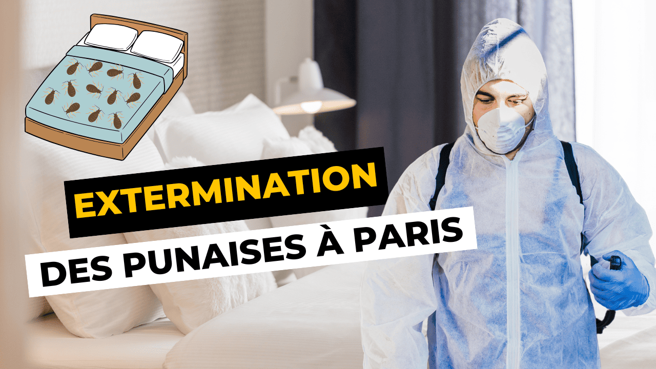 Extermination des punaises de lit à PARIS