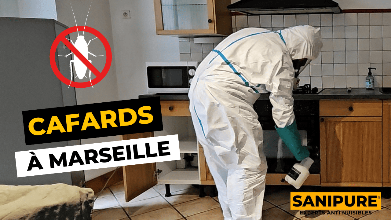 Cafard Marseille
